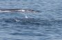 Baja05 - 459 * The bait ball is in full fury as a Bryde's Whale passes by